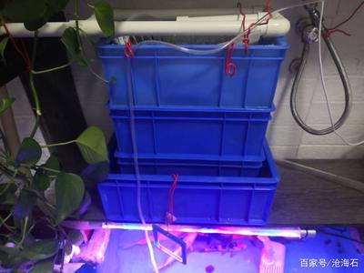 錦鯉可以長期養(yǎng)在塑料盒里嗎?塑料盒里可以養(yǎng)魚嗎?