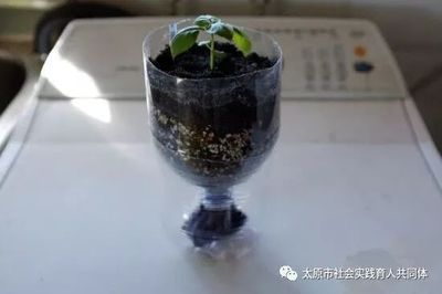 自己制作塑料花盆并裝飾它們